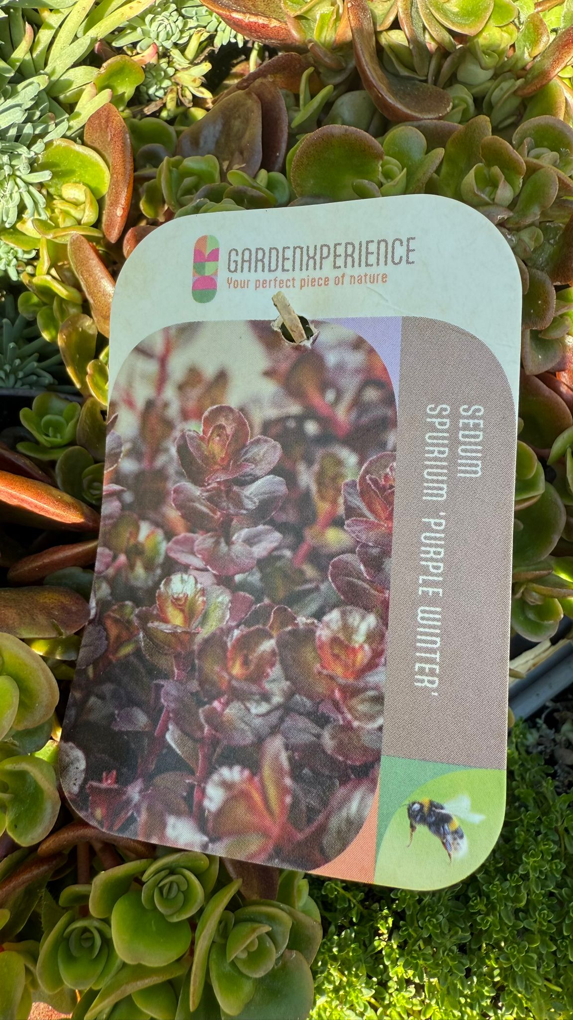 Iarba Grasă Mix/Buc - /Sedum Mix/ Covor Viu Suculent Rezistent by gradina-noastra