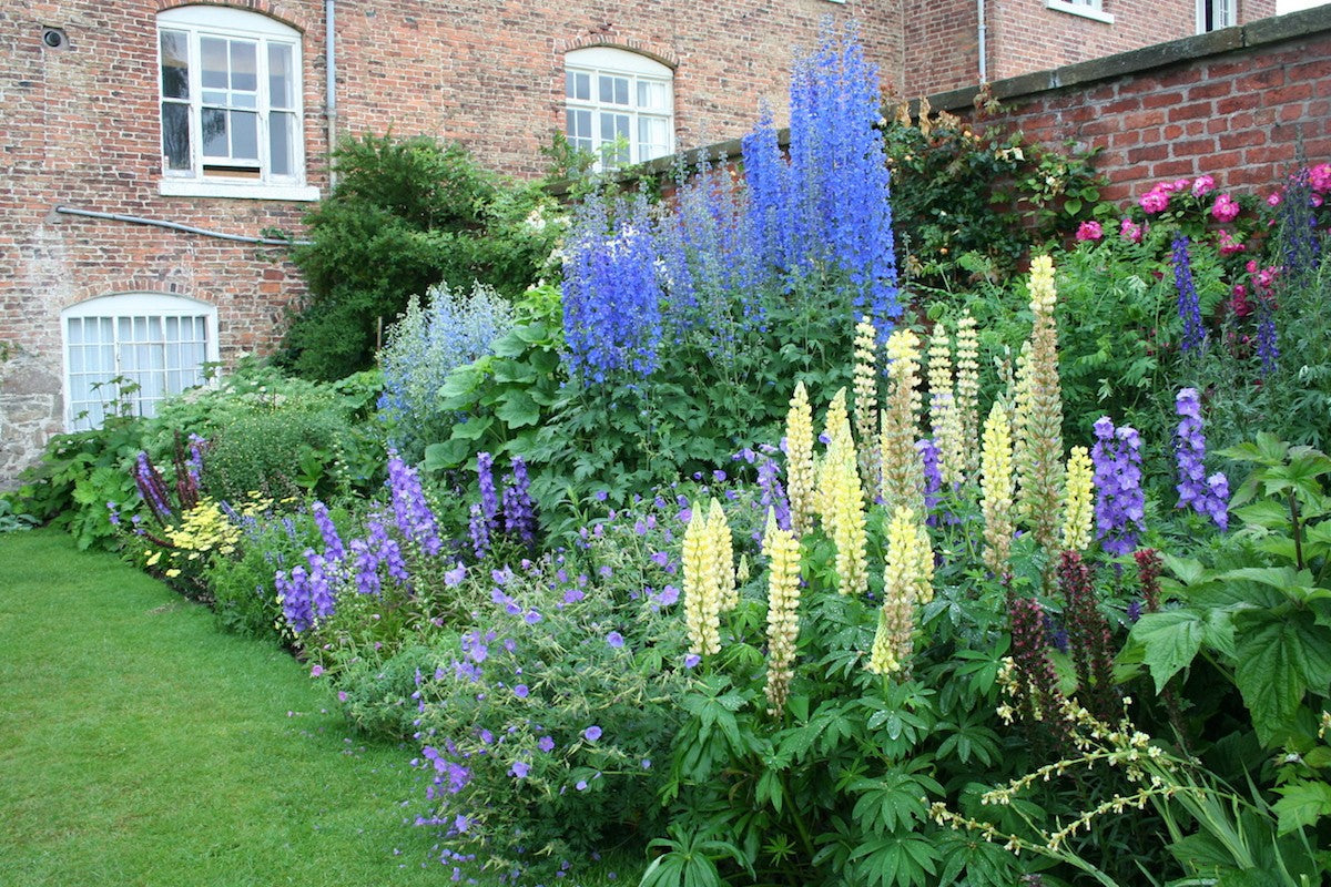Lupinus "Gallery Yellow"