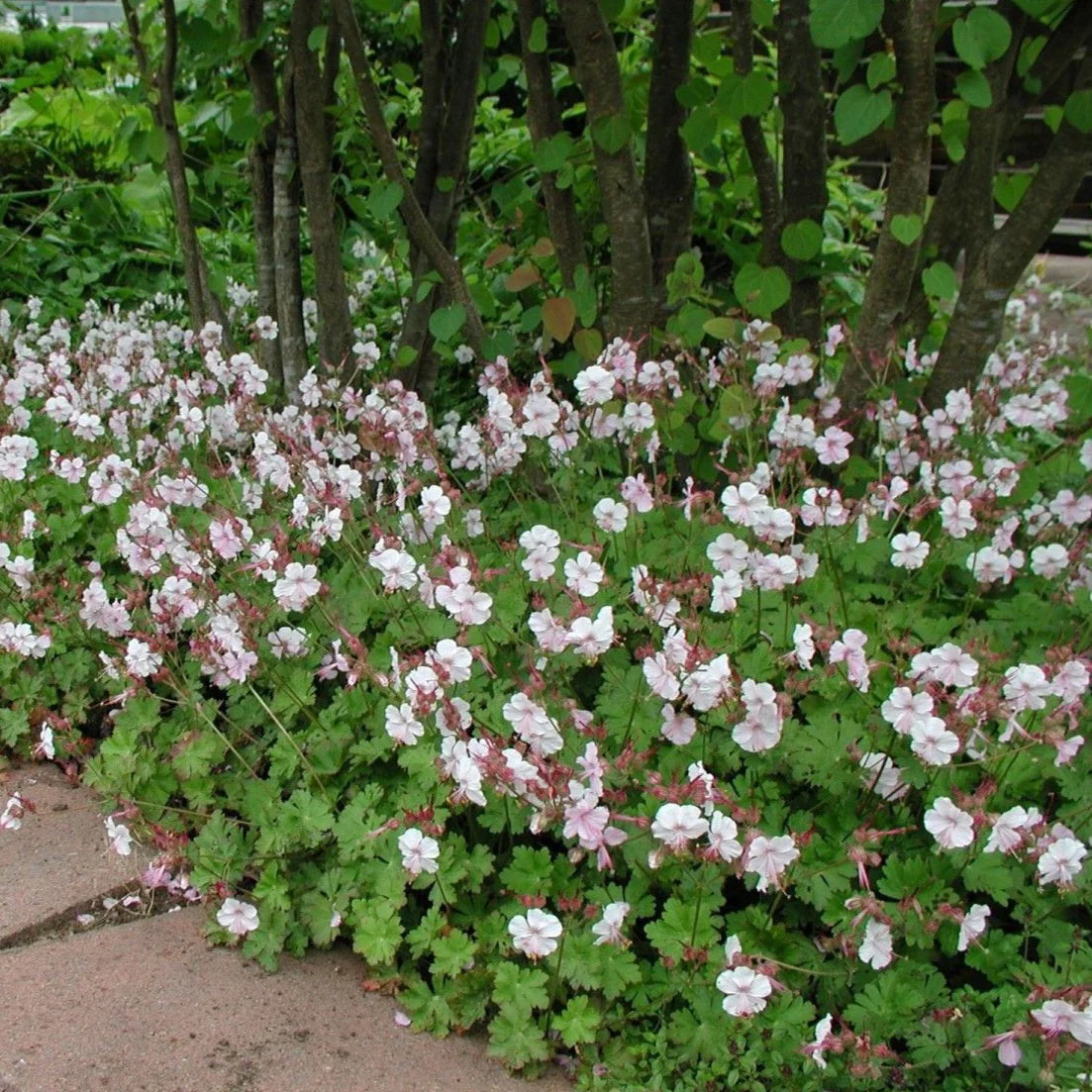 Geranium cantabrigiense x "Biokovo"