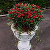 Liliac japonez "Pabella" 0.40 - 0.50 m / Skimmia japonica "Pabella"/