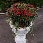 Liliac japonez "Pabella" 0.40 - 0.50 m / Skimmia japonica "Pabella"/