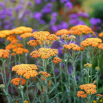 Achillea millefolium "Terracotta" - Gradina Noastra