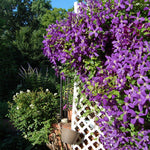 Clematis mix