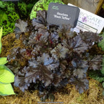 Heuchera "Black Taffeta"  0.10 - 0.20 m