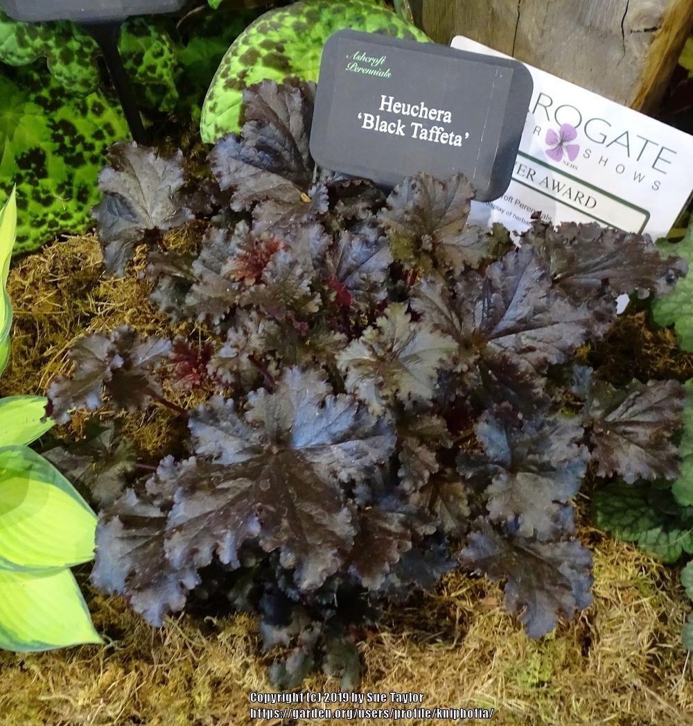 Heuchera "Black Taffeta"  0.10 - 0.20 m