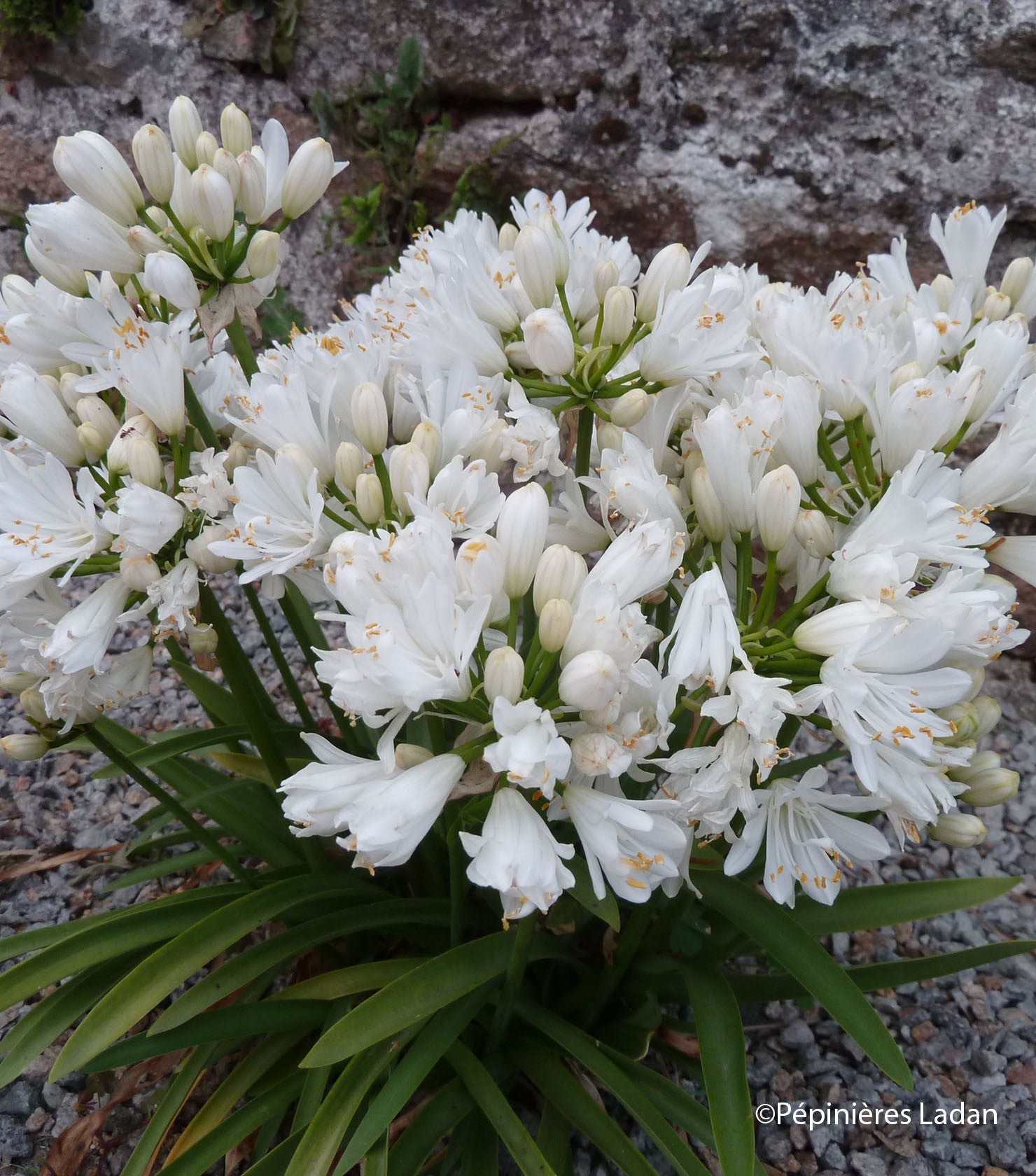 Agapanthus "Double Diamond" ®  0.10 - 0.20 m