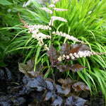 Astilbe thunbergii "Chocolate Shogun" 0.20 m