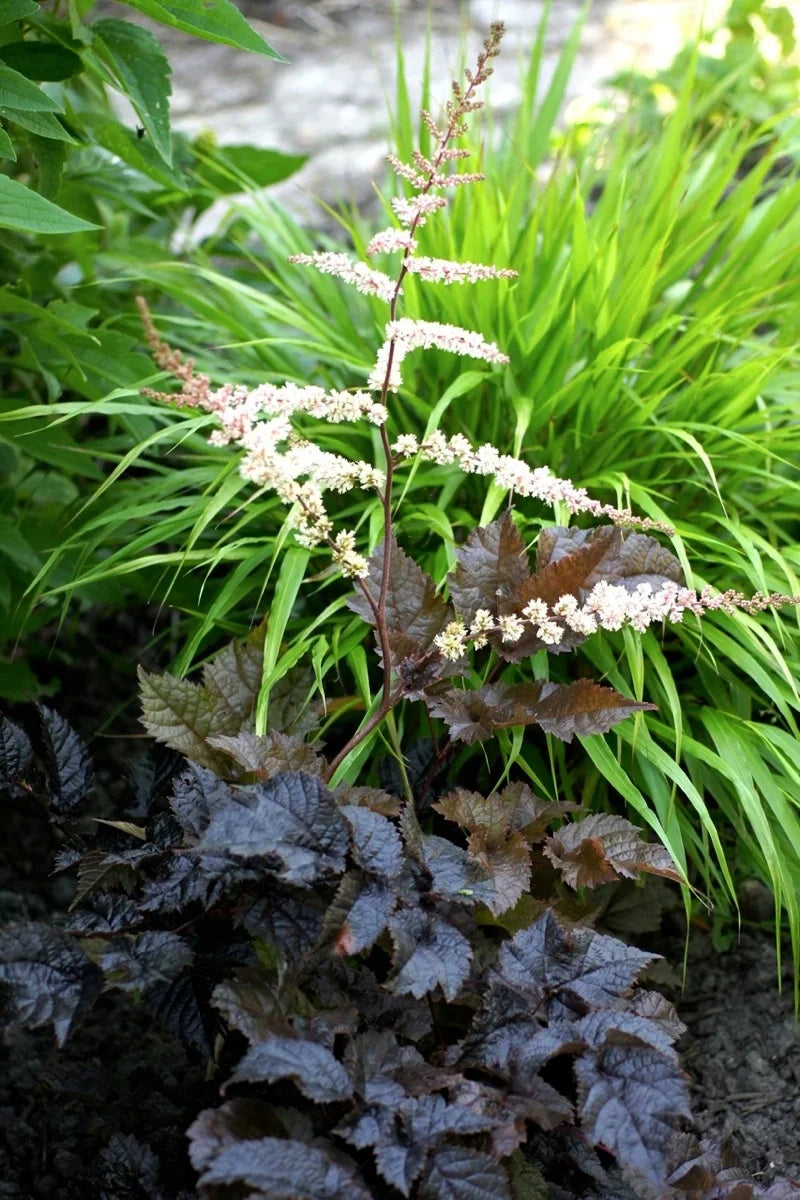 Astilbe thunbergii "Chocolate Shogun" 0.20 m