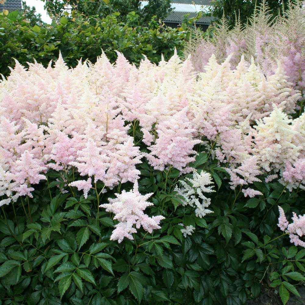 Astilbe "Europa"