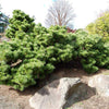 Pin japonez negru "Seyonara" 0.50 m - 0.80 m / Pinus thunbergii "Seyonara" / gradina-noastra