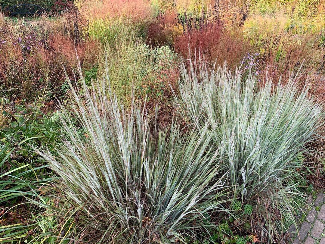 Schizachyrium scoparium "Ha Ha Tonka" 0.20 - 0.30 m