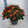 Liliac japonez "Temptation" 0.40 - 0.50 m / Skimmia japonica 'Temptation'/ - Gradina Noastra