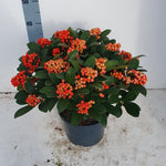 Liliac japonez "Temptation" 0.40 - 0.50 m / Skimmia japonica 'Temptation'/ - Gradina Noastra