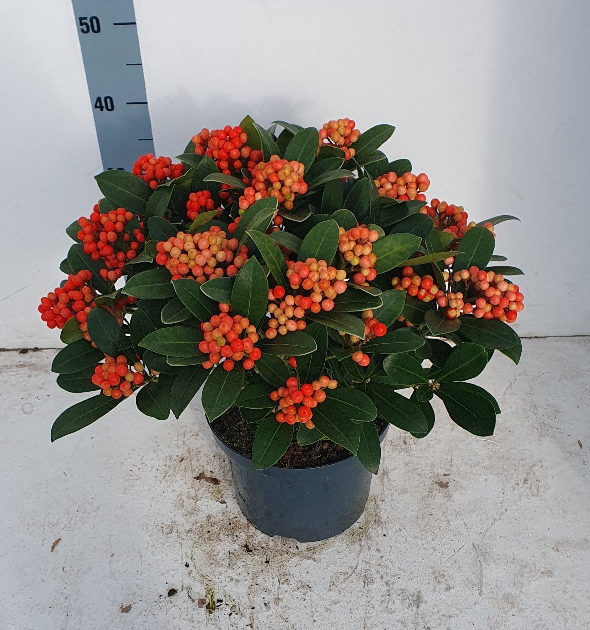 Liliac japonez "Temptation" 0.40 - 0.50 m / Skimmia japonica 'Temptation'/ - Gradina Noastra