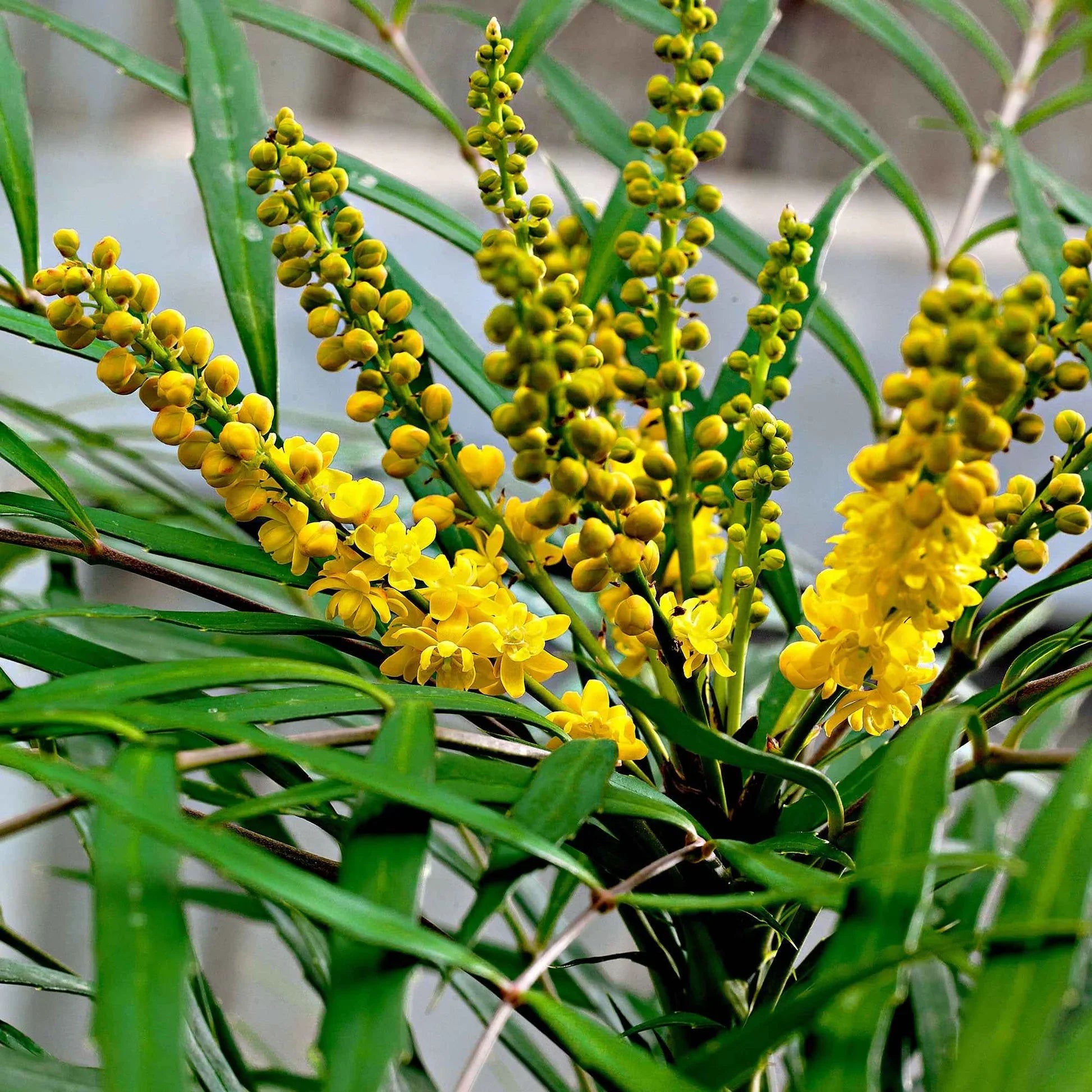 Mahonie "Soft Caress"  0.20 - 0.40 m / Mahonia eurybracteata "Soft Caress" /