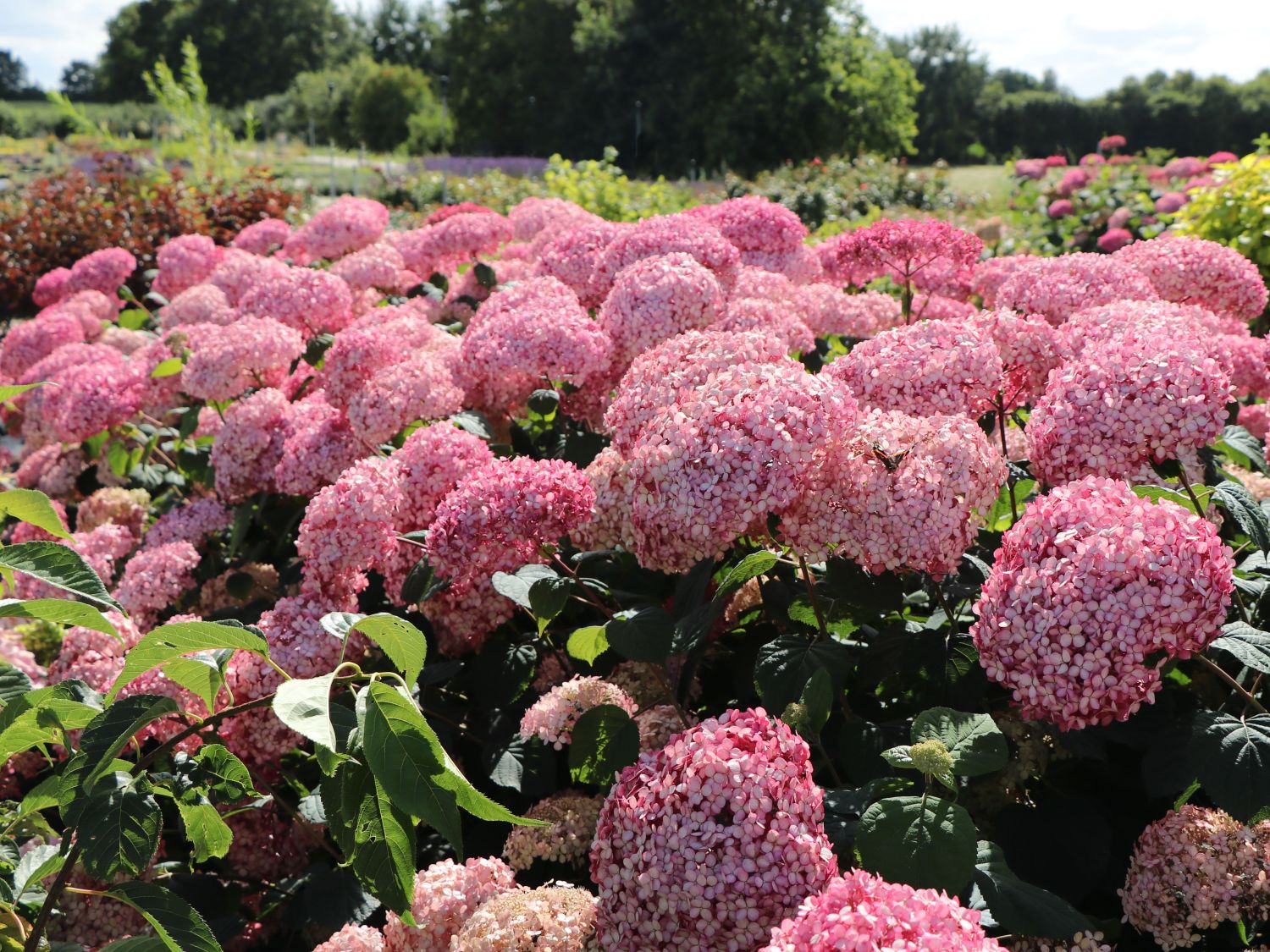 Hortensia "Pink Annabelle"/ Hydrangea arborescens "Pink Annabelle"/ - Gradina Noastra