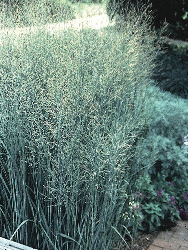 Panicum virgatum "Heavy Metal" 0.20 - 0.30 m