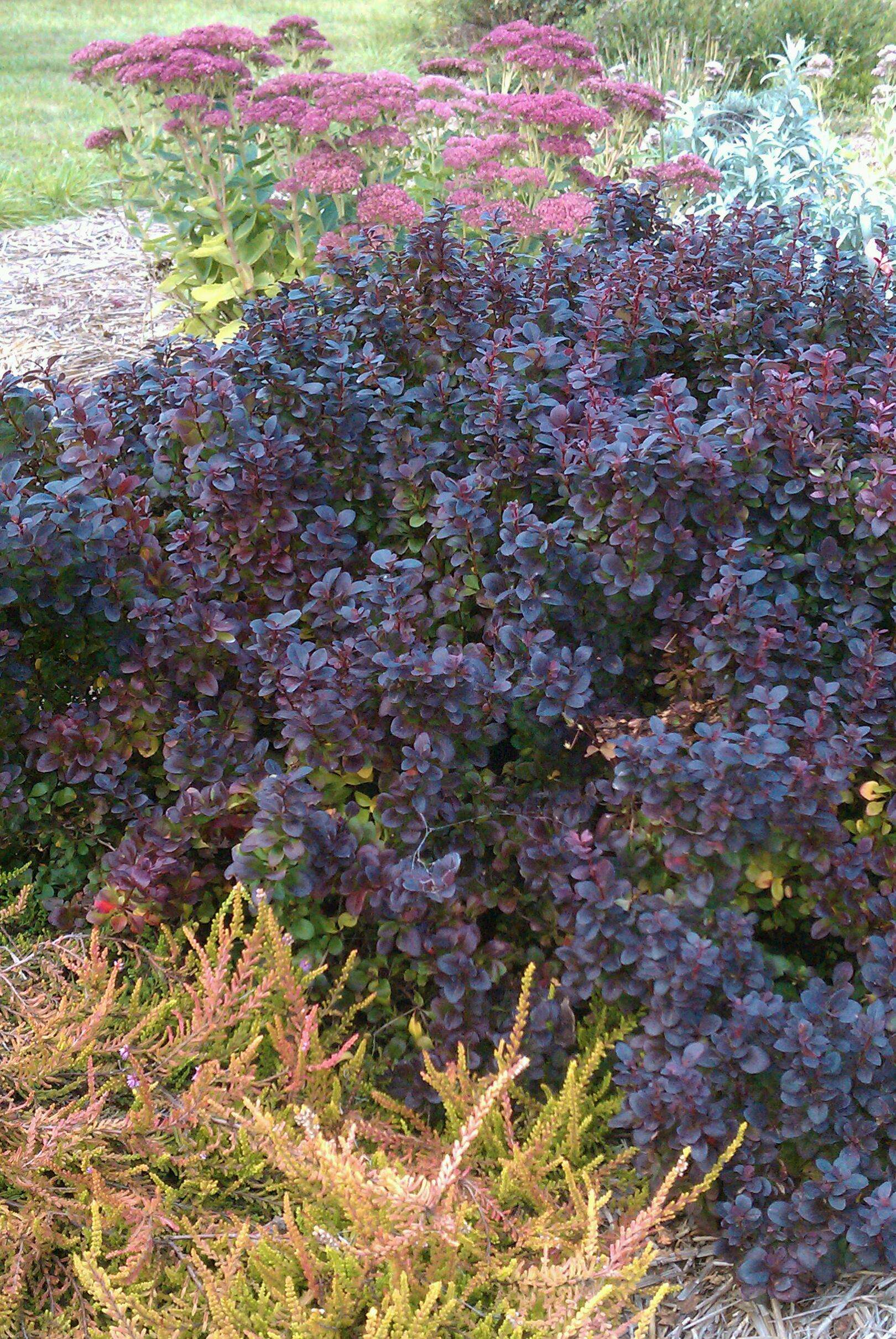 Dracila "Concorde" / Berberis thunbergii "Concorde"/ by gradina-noastra