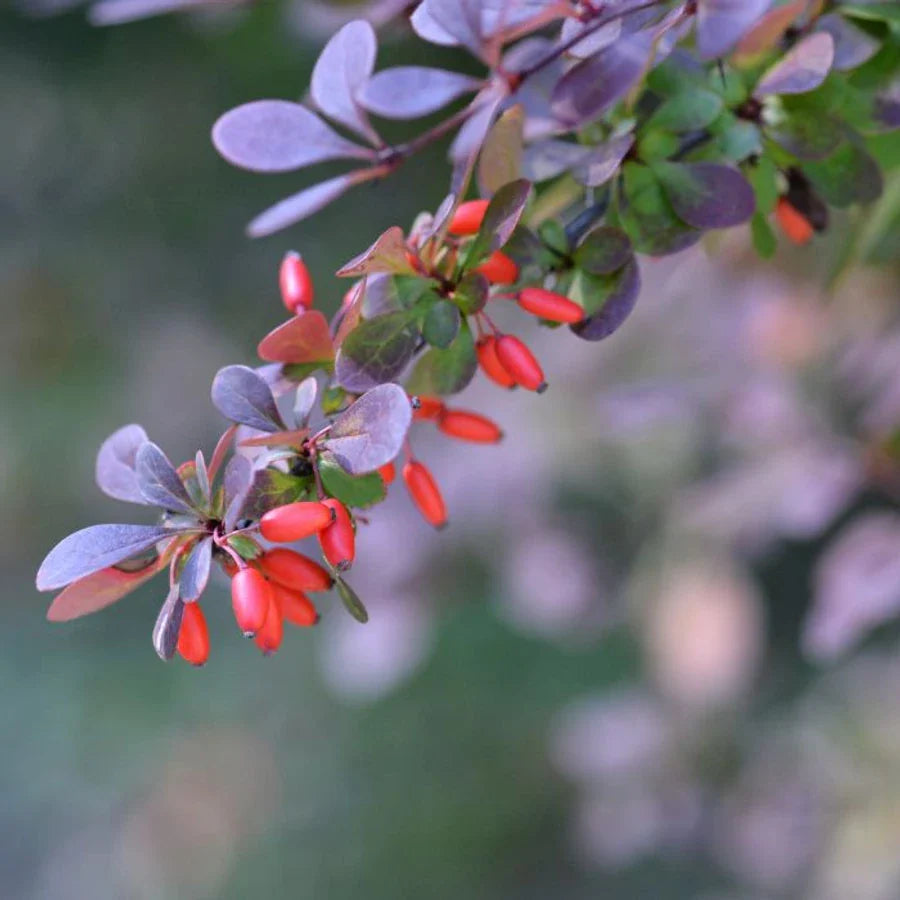 Dracila "Concorde" / Berberis thunbergii "Concorde"/ by gradina-noastra