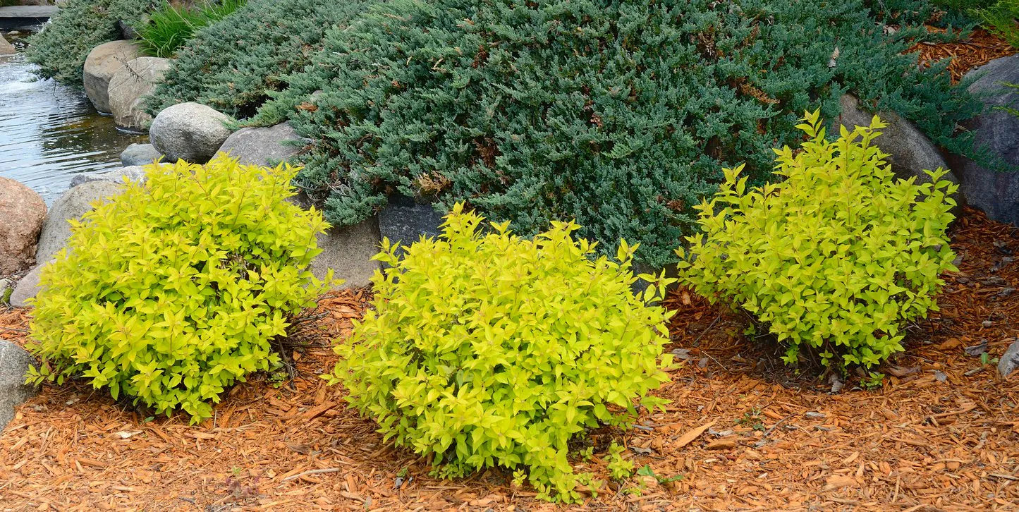 Dracila "Lime Star" galben / Berberis thunbergii "Lime Star"/ - Gradina Noastra
