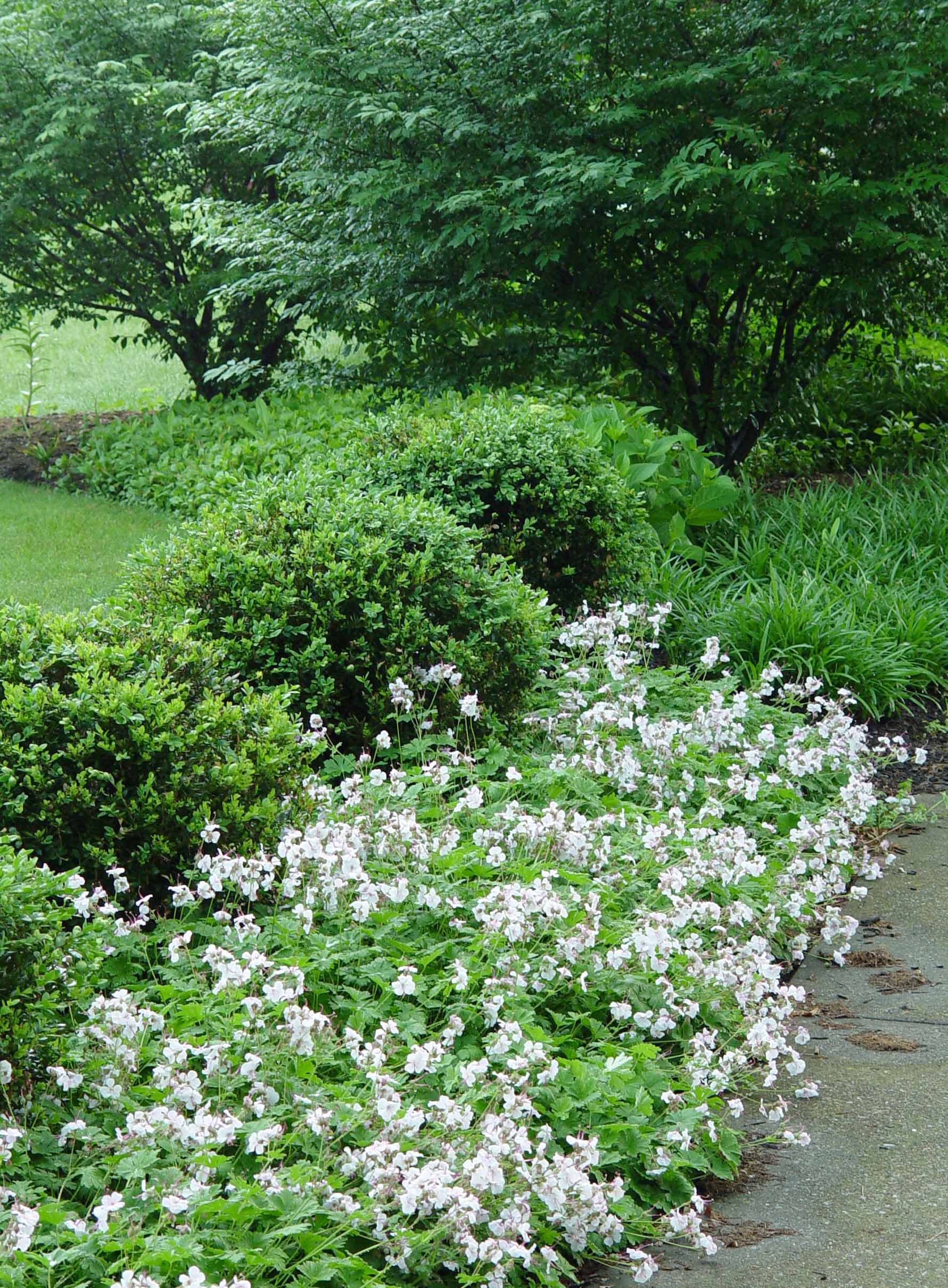 Geranium cantabrigiense x "Biokovo"