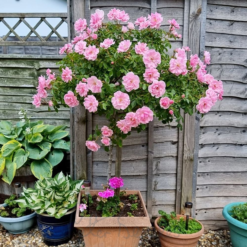 Trandafir pe picior "Bonica" 1.20 - 1.30 m (Rosa "Bonica")
