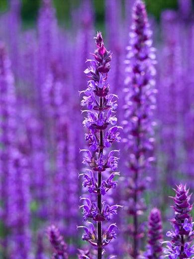 Salvia nemorosa "Caradonna" Gradina Noastra