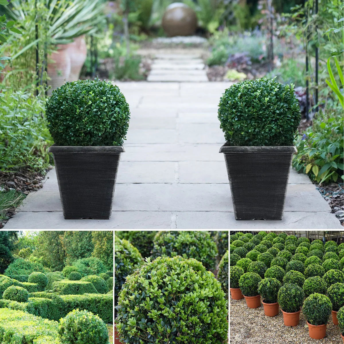 Buxus sempervirens minge / Buxus sempervirens / - Gradina Noastra
