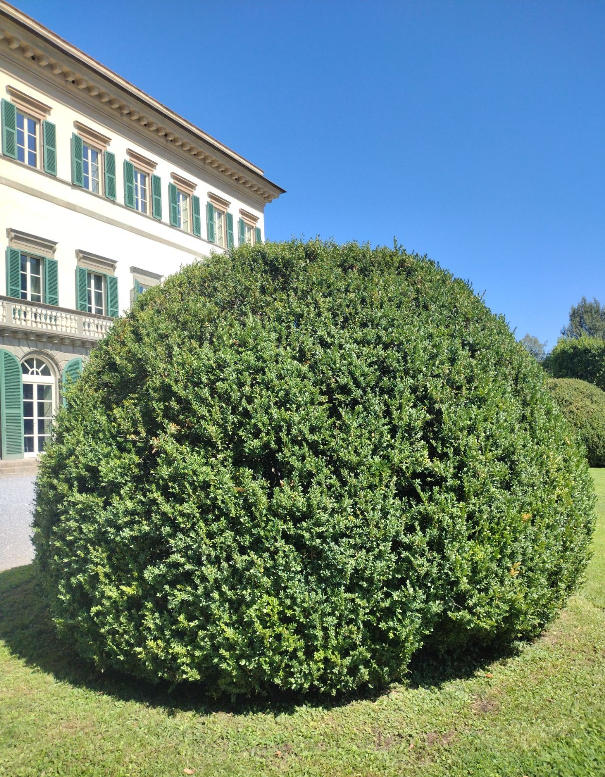 Buxus sempervirens minge / Buxus sempervirens / - Gradina Noastra