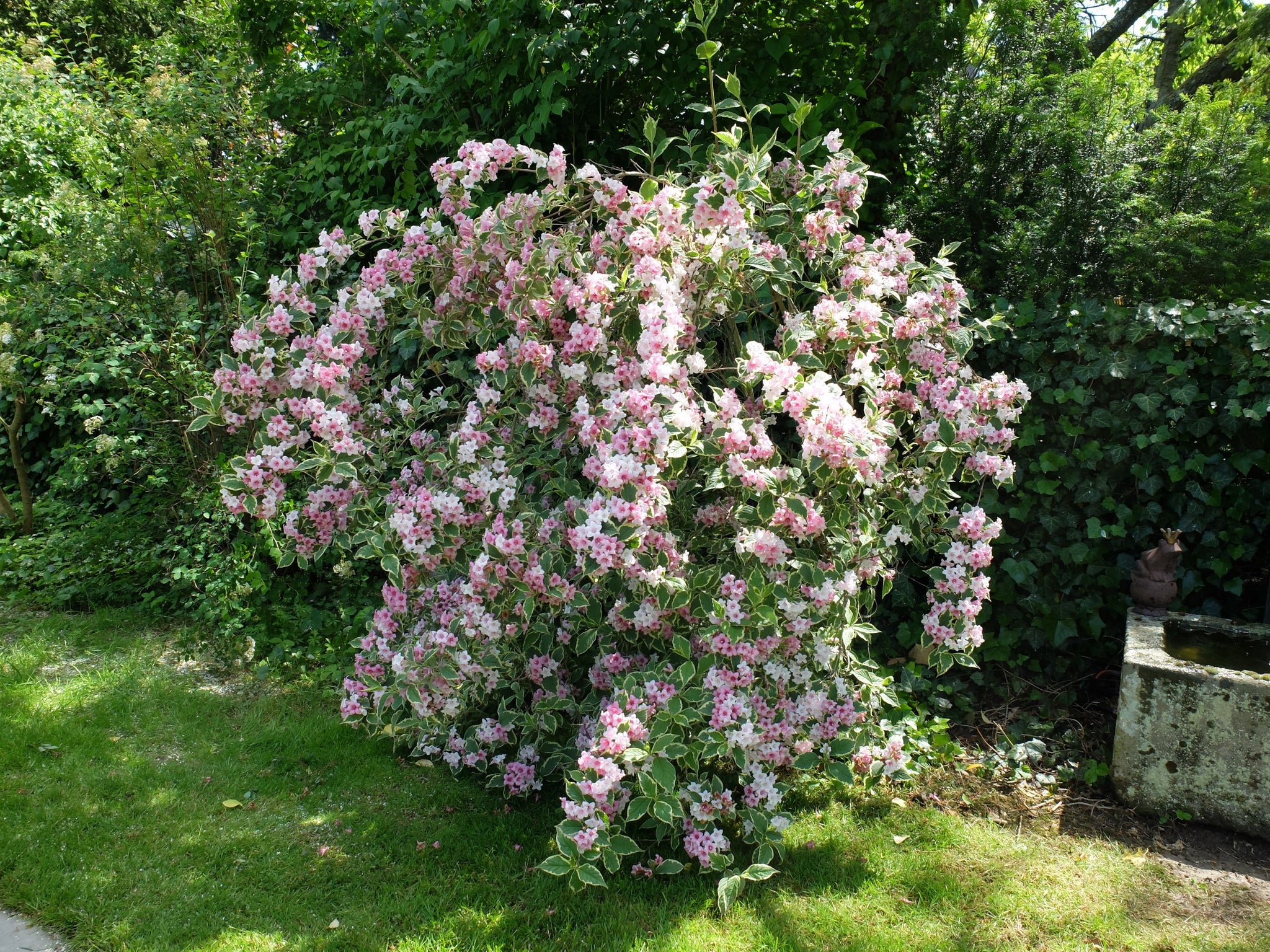 Weigela mix / Weigela florida "Purpurea", "Nana Variegata",  "Red Prince" / - Gradina Noastra