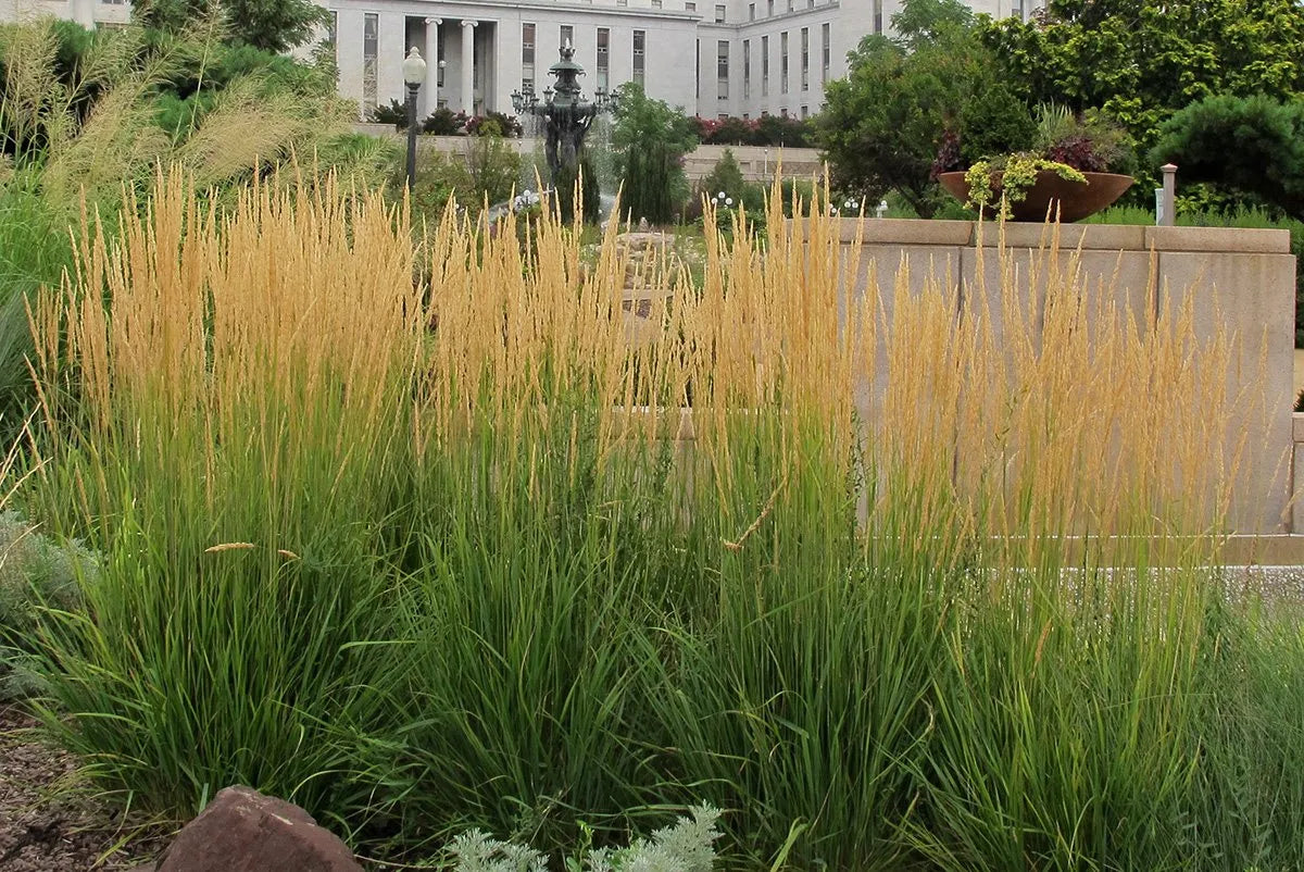 Calamagrostis acutiflora "Karl Foerster" 0.20 - 0.30 m