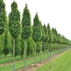 Carpen "Monumentalis" arbore 3.00 - 4.00 m / Carpinus betulus "Monumentalis"/ gradina-noastra