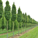 Carpen "Monumentalis" arbore 3.00 - 4.00 m / Carpinus betulus "Monumentalis"/ gradina-noastra