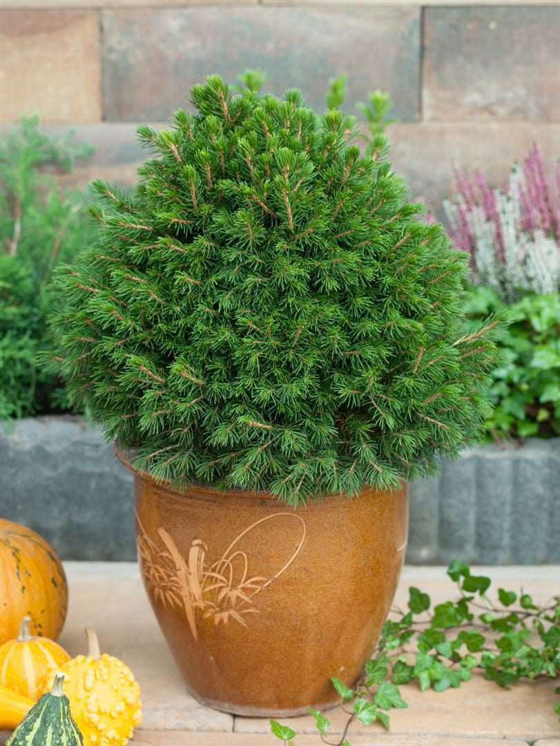Molid norvegian "Tompa " / Picea abies 'Tompa'/ by gradina-noastra