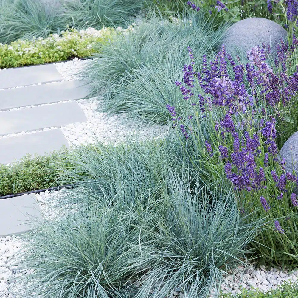 Iarbă Albastră "Intense Blue" /Festuca Glauca "Intense Blue"/ - Gradina Noastra