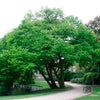 Arborele „ Katsura” Multitulpinal 2.00 m - 2.50 m / Cercidiphyllum japonicum /