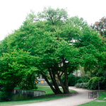 Arborele „ Katsura” Multitulpinal 2.00 m - 2.50 m / Cercidiphyllum japonicum /
