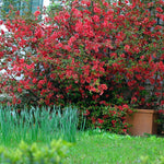 Gutui japonez mix/buc /Chaenomeles japonica mix / buc/ - Gradina Noastra