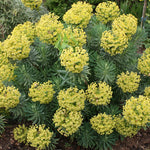 Euphorbia "Charam Redwing"