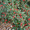 Barcoace "Coral Beauty" 0.20 - 0.25 m / Cotoneaster "Coral Beauty"/