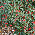 Barcoace "Coral Beauty" 0.20 - 0.25 m / Cotoneaster "Coral Beauty"/