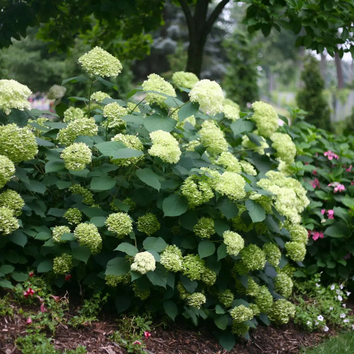 Hortensia "Lime Rickey" 0.20 - 0.30 m / Hydrangea arborescens "Lime Rickey"/ by gradina-noastra