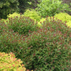 Spiraea japonica 'Double Play® Artist' / Cununita "Double Play® Artist" / - Gradina Noastra