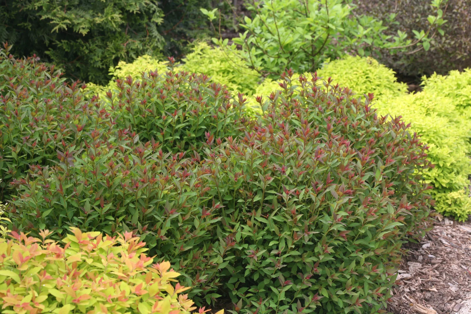 Spiraea japonica 'Double Play® Artist' / Cununita "Double Play® Artist" / - Gradina Noastra