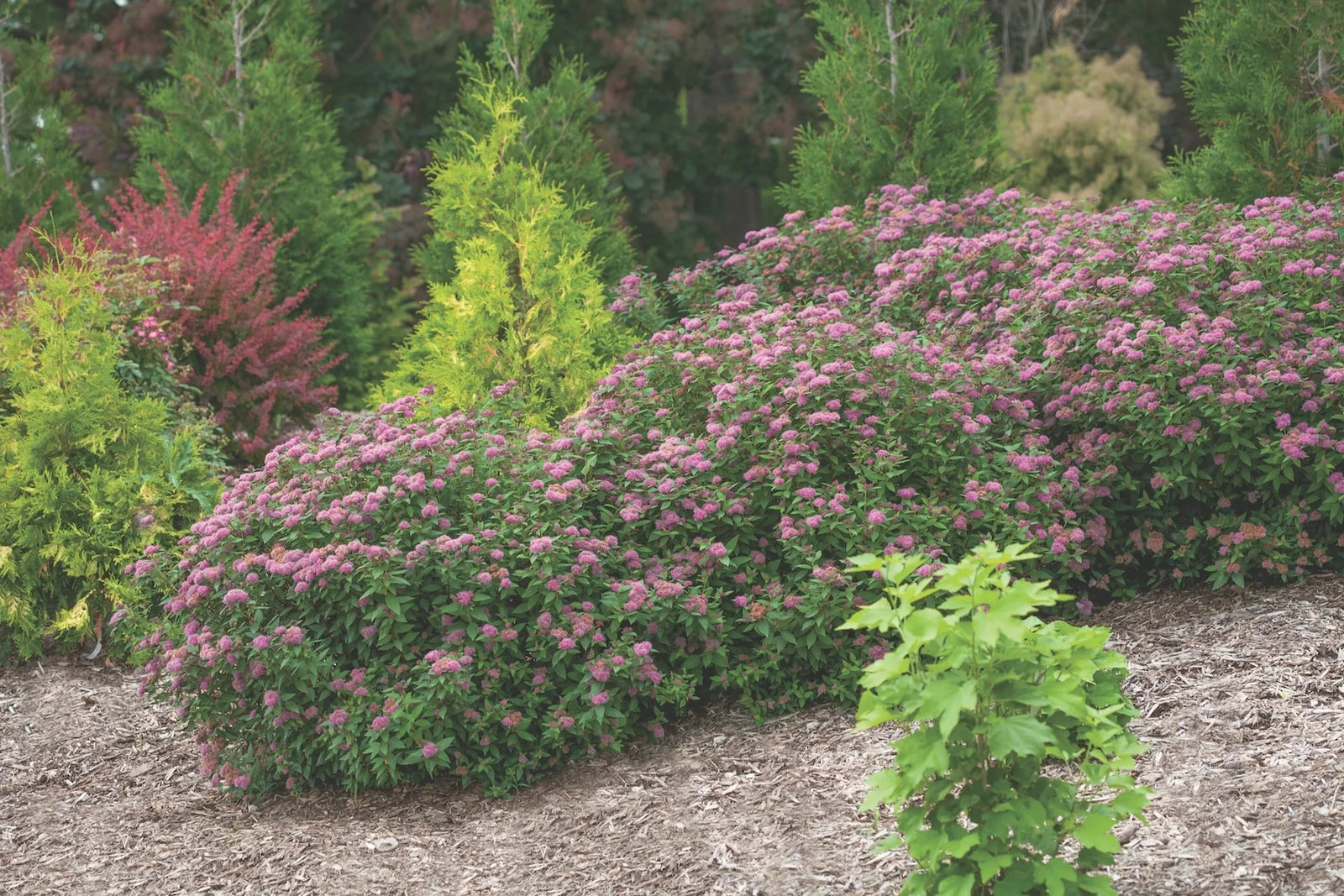 Spiraea japonica 'Double Play® Artist' / Cununita "Double Play® Artist" / - Gradina Noastra