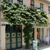 Hortensia cățărătoare 1.00 - 1.30 m  Hydrangea petiolaris