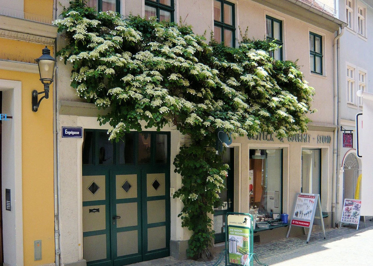 Hortensia cățărătoare 1.00 - 1.30 m  Hydrangea petiolaris