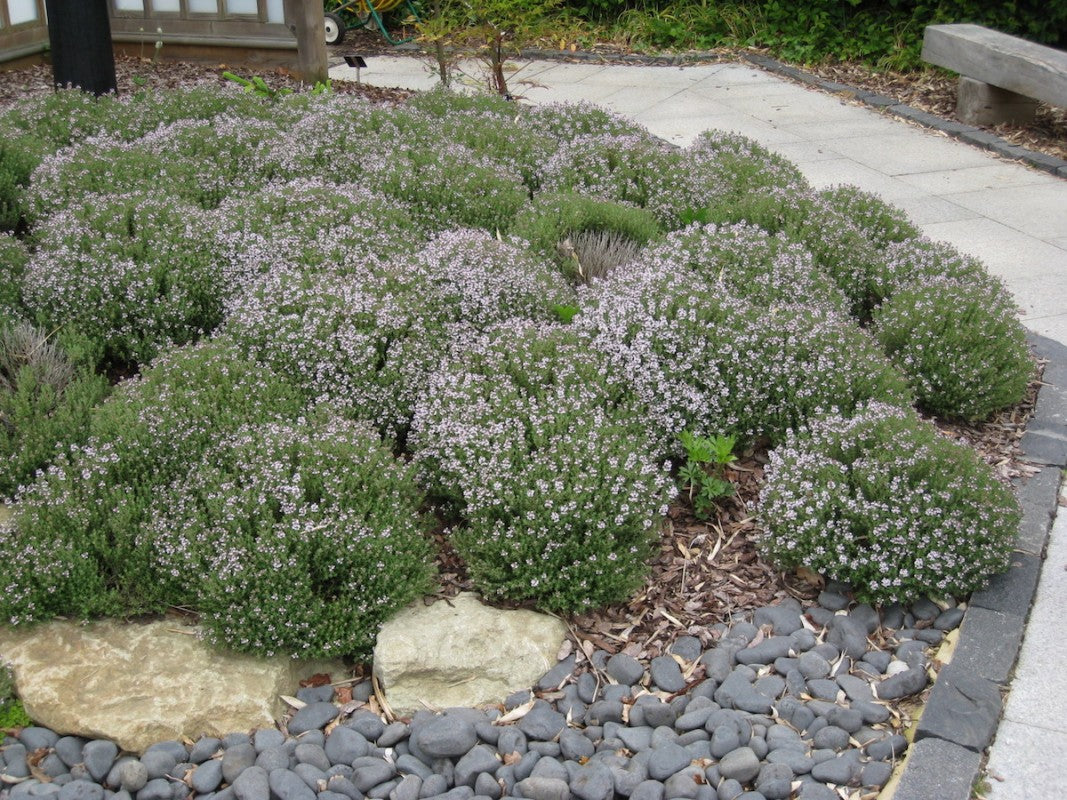 Cimbru comun pitic / Thymus vulgaris "Compactus"/ - Gradina Noastra