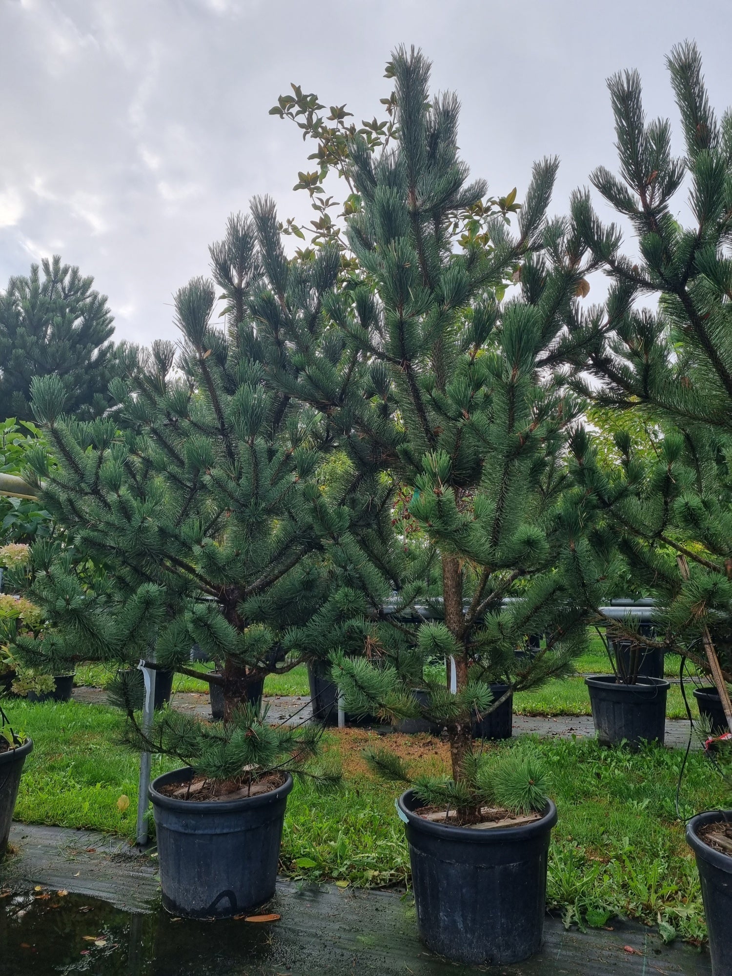 Pin negru "Robusta" 1.75 - 2.00 m / Pinus nigra "Robusta" /