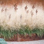 Deschampsia cespitosa "Goldtau" 0.10 - 0.20 m
